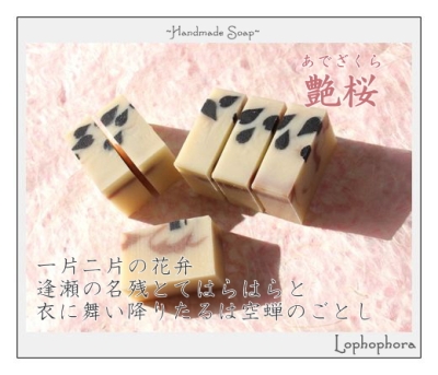 Lophophora：艶桜
