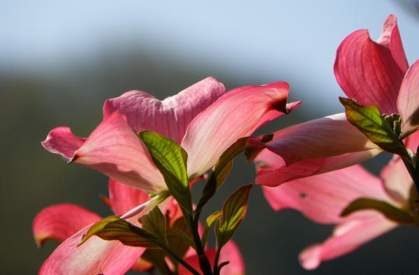 ピンクの花水木の花