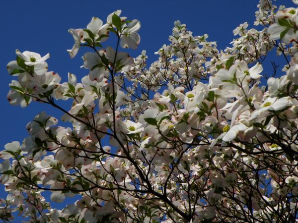 白い花水木の花