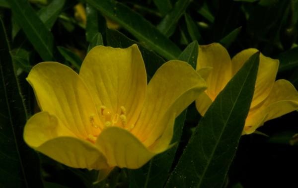 群生地の黄色い花とハスの花
