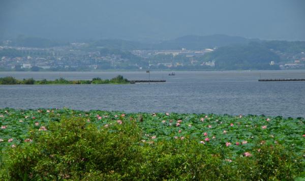 ハスの群生と琵琶湖