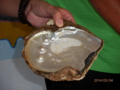 Pho-Quoc201405真珠養殖