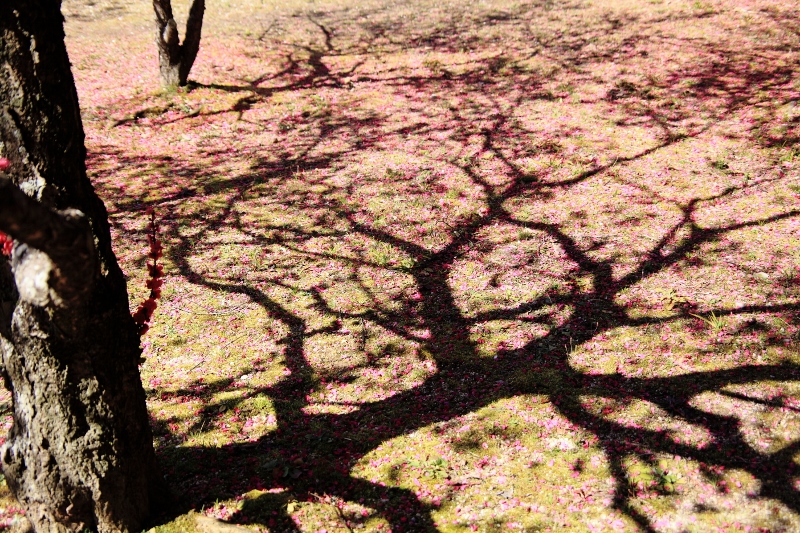 落花の絨毯 (800x533)