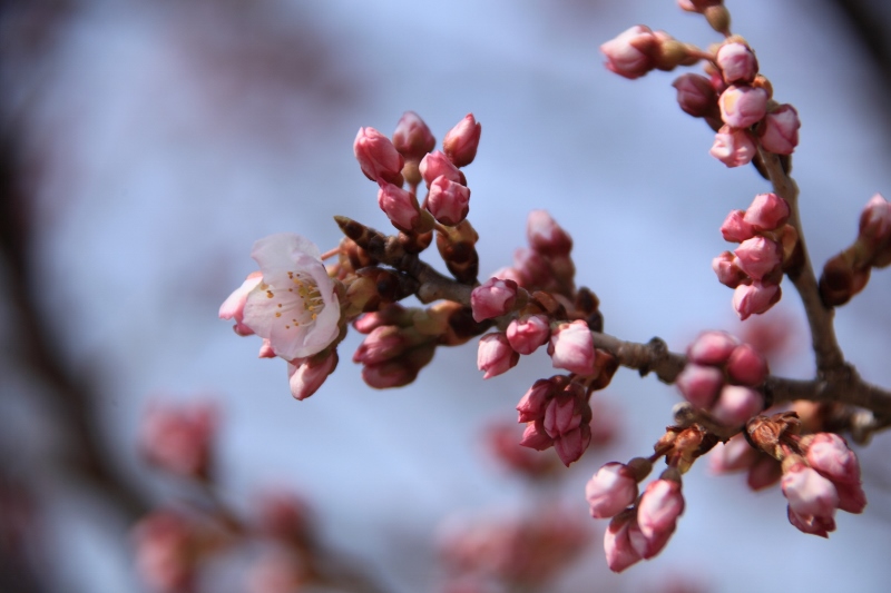 ハルメキて　桜の花　一輪咲く (800x533)