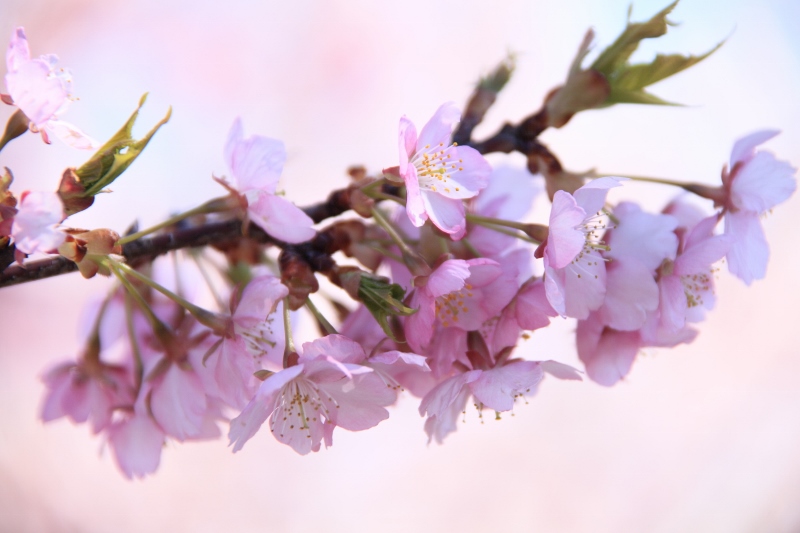 海津桜が満開！！！ (800x533)