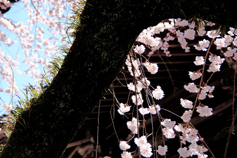 安長寺の枝垂れ桜 (800x533)