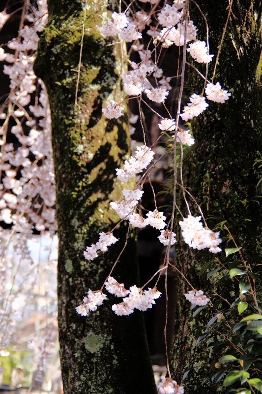 枝垂れ桜 (533x800)