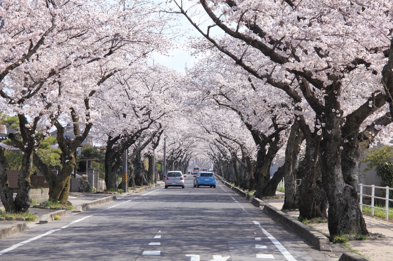 豊田高専前の桜並木 (800x533)
