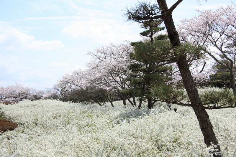 満開の雪柳と桜 (800x533)
