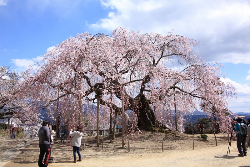 　舞台桜 (800x533)