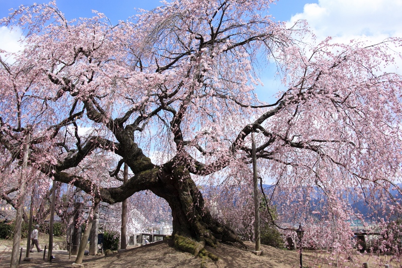 麻績の里　舞台桜 (800x533)