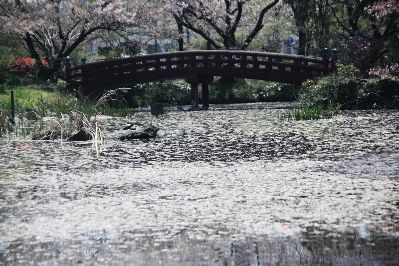 桜花は散りても、尚美し～～ (800x533)