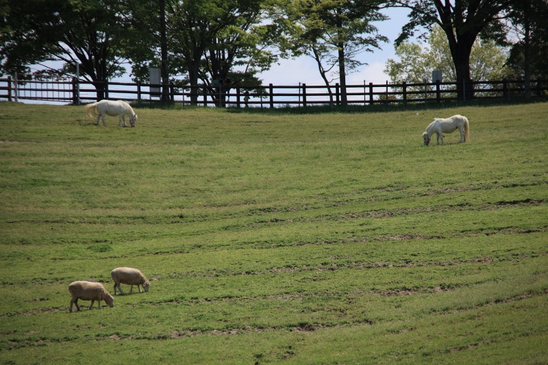 草を喰む馬と羊 (800x533)