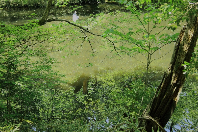 根池の新緑の映り込み (800x533)