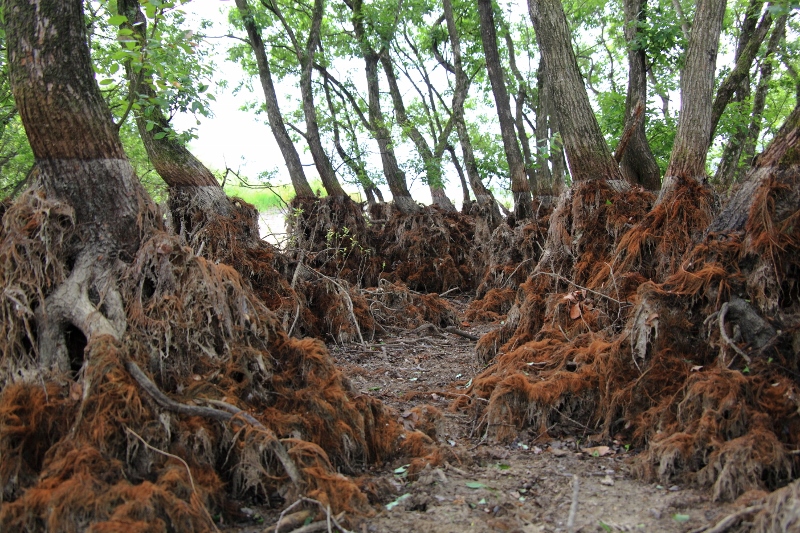 干上がった池の木の根 (800x533)